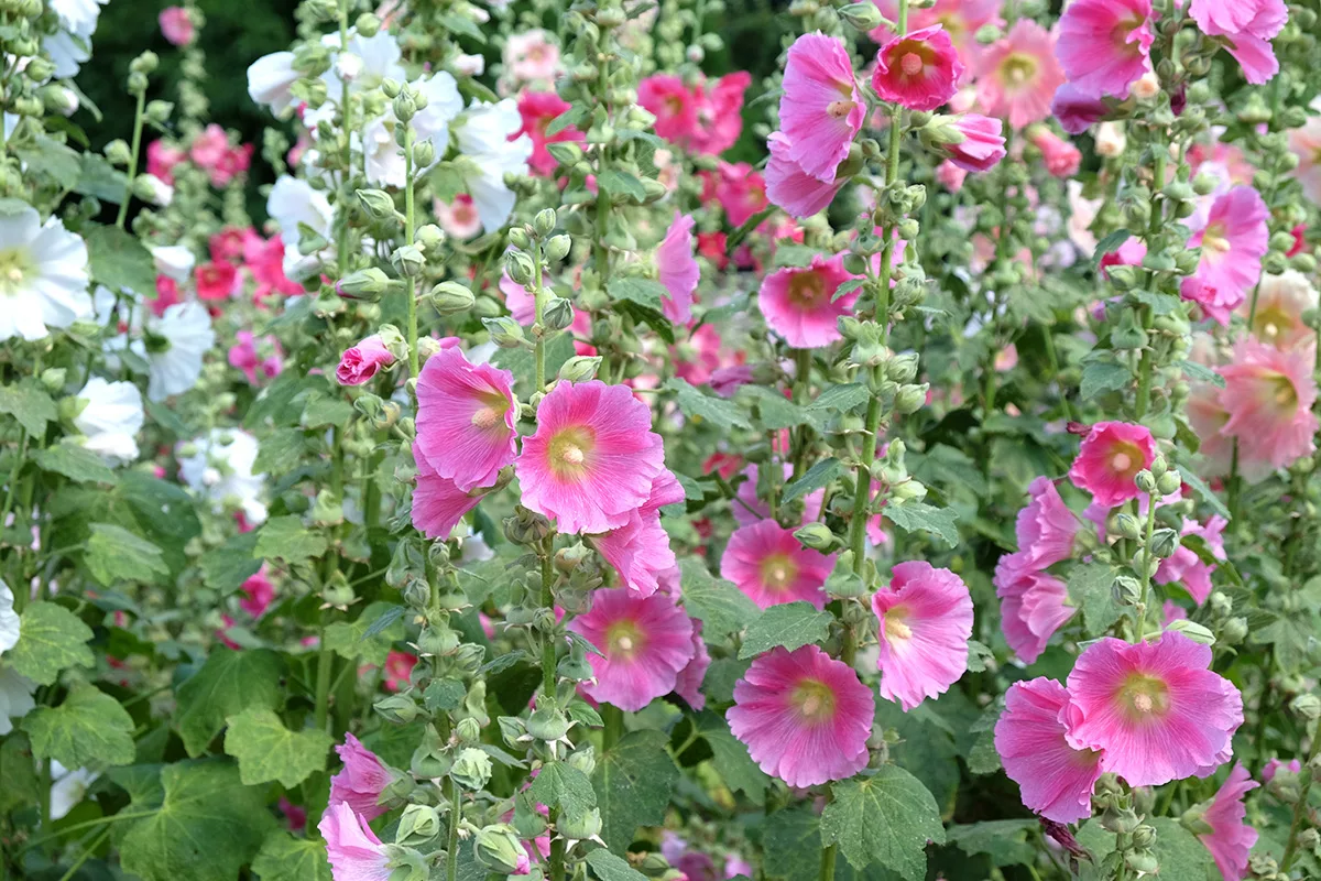 Hollyhocks
