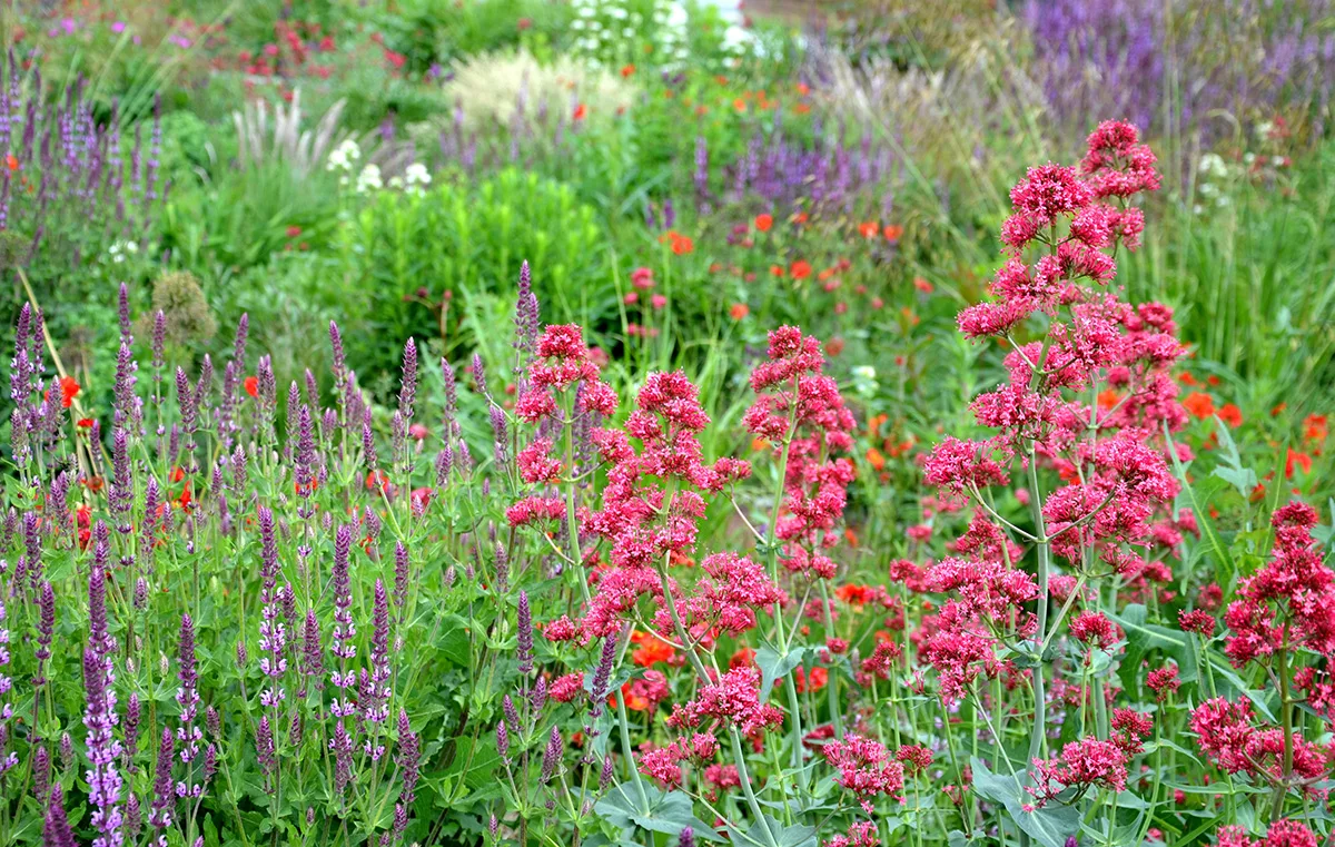 Salvia and centranthus (red valerian)
