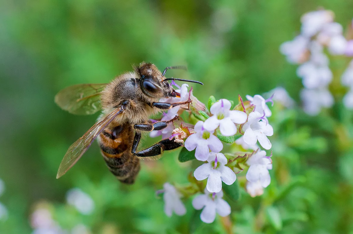 Bee feeding on nectar from thyme flowers.