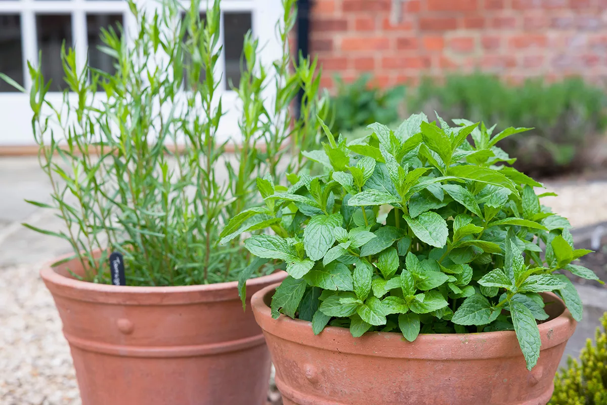 Mint and tarragon growing in terracotta pots