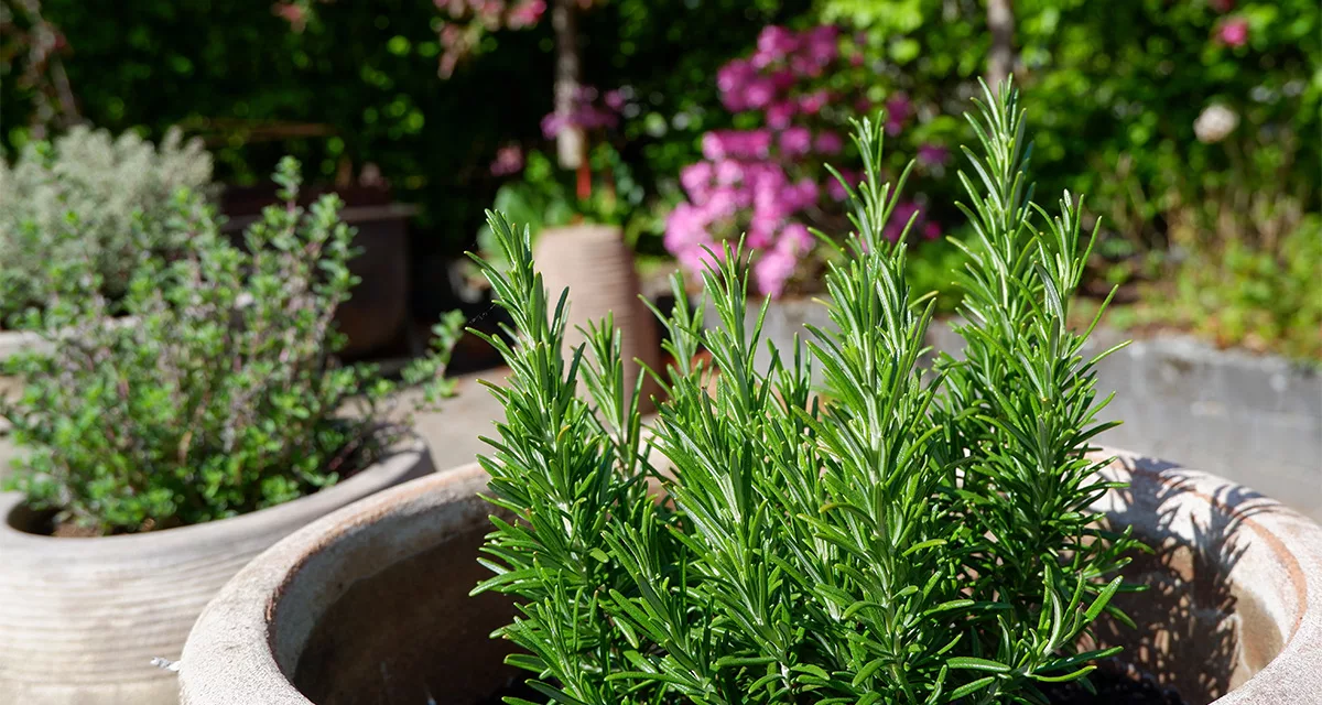 Rosemary growing in large pot in garden
