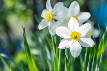 Daffodils