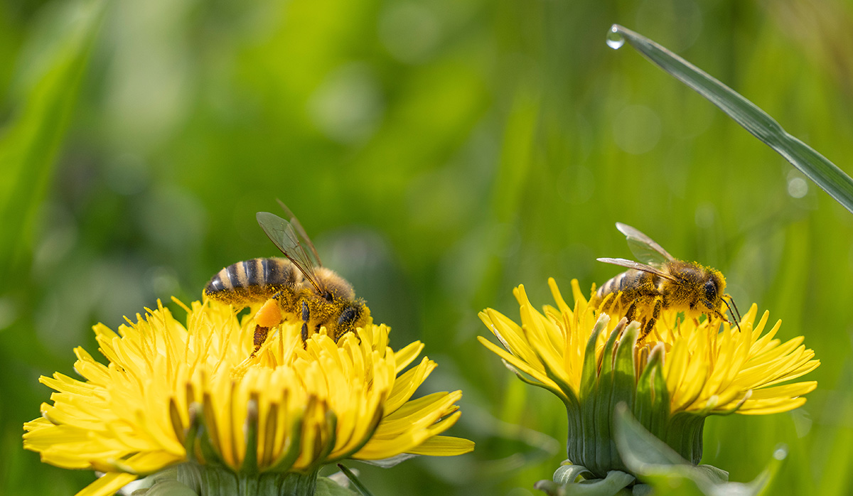 Pollinators on dandelion flowers