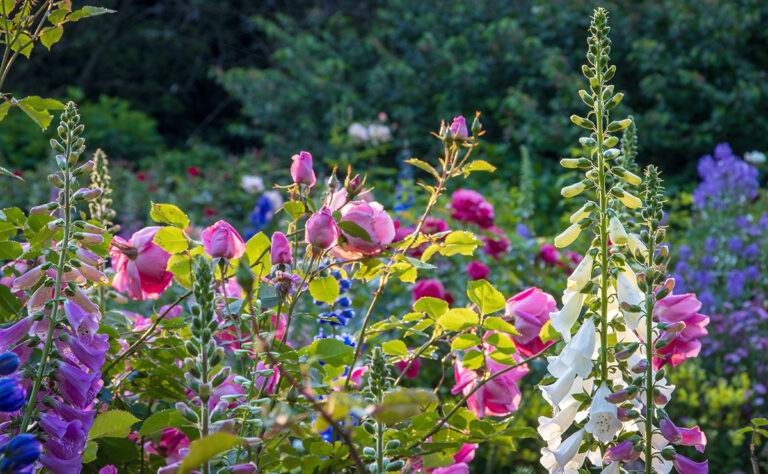 pink roses and white foxgloves growing in mixed flower border