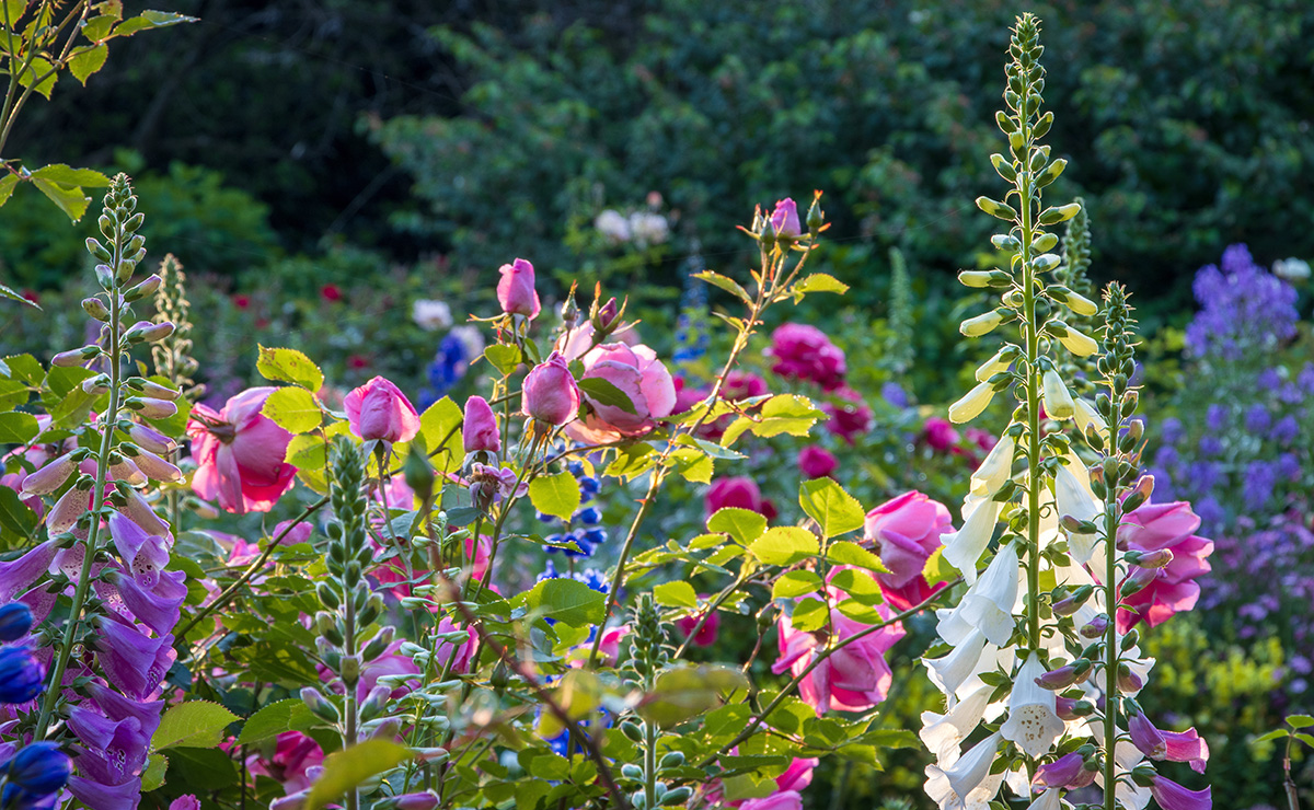 pink roses and white foxgloves growing in mixed flower border