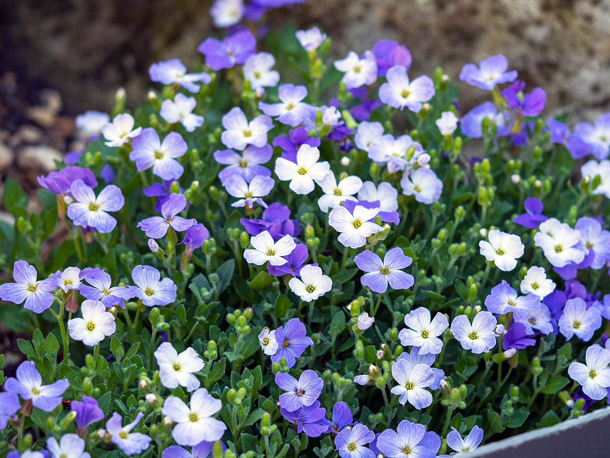 Aubrieta