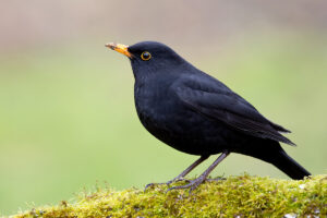 Blackbird on mossy branch
