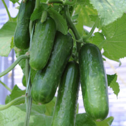 Cucumber Picolino