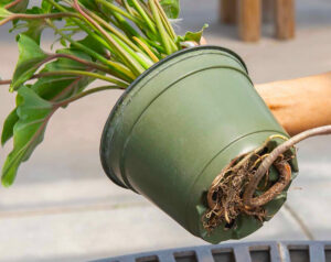A potbound plant at Driftwood Garden