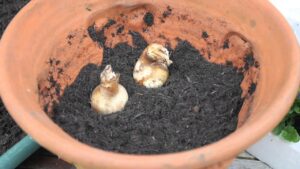 bulbs being planted in pot