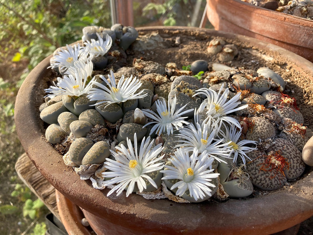 Lithops in flower