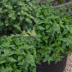Mint herb collection