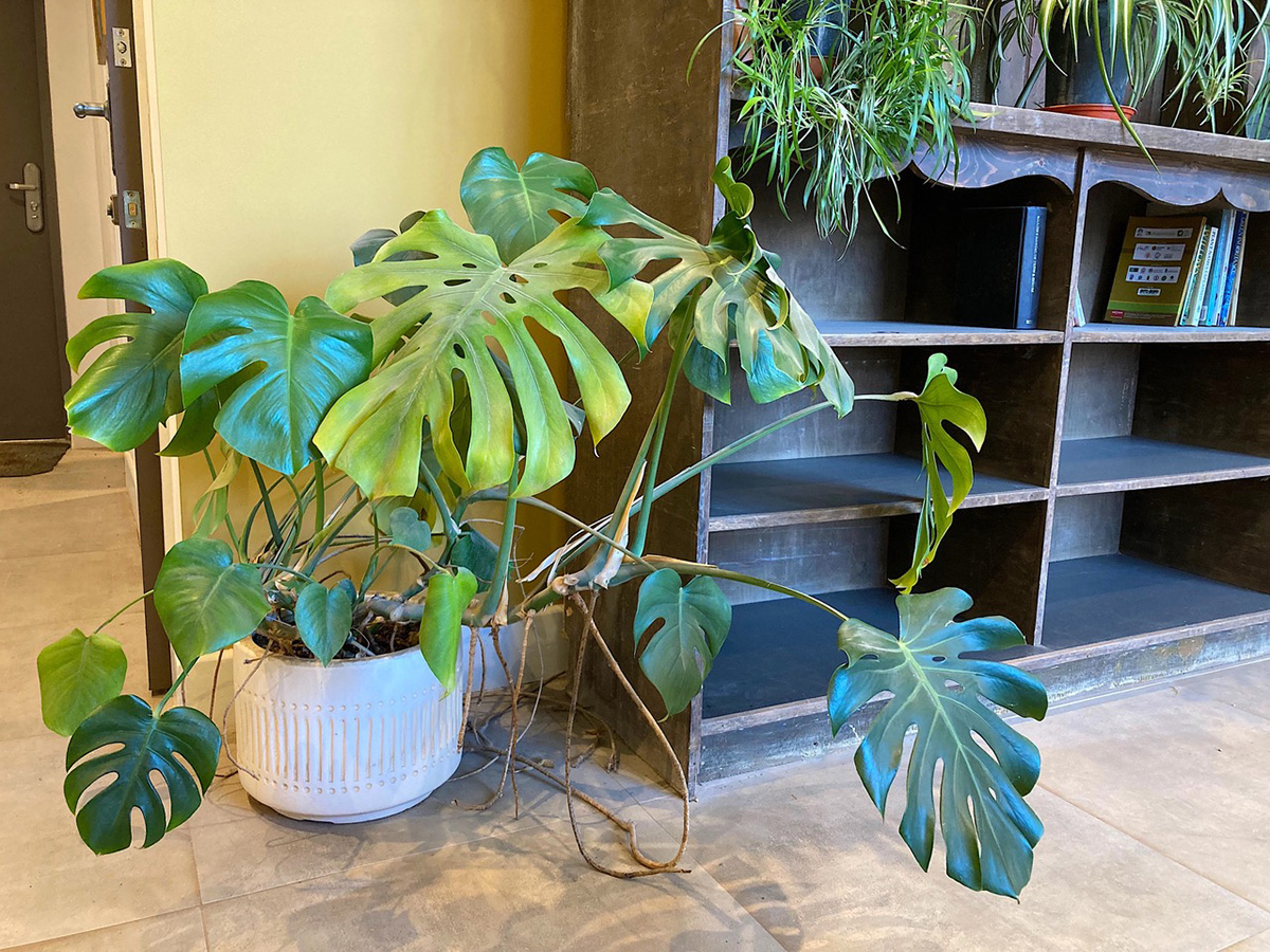 Monstera deliciosa