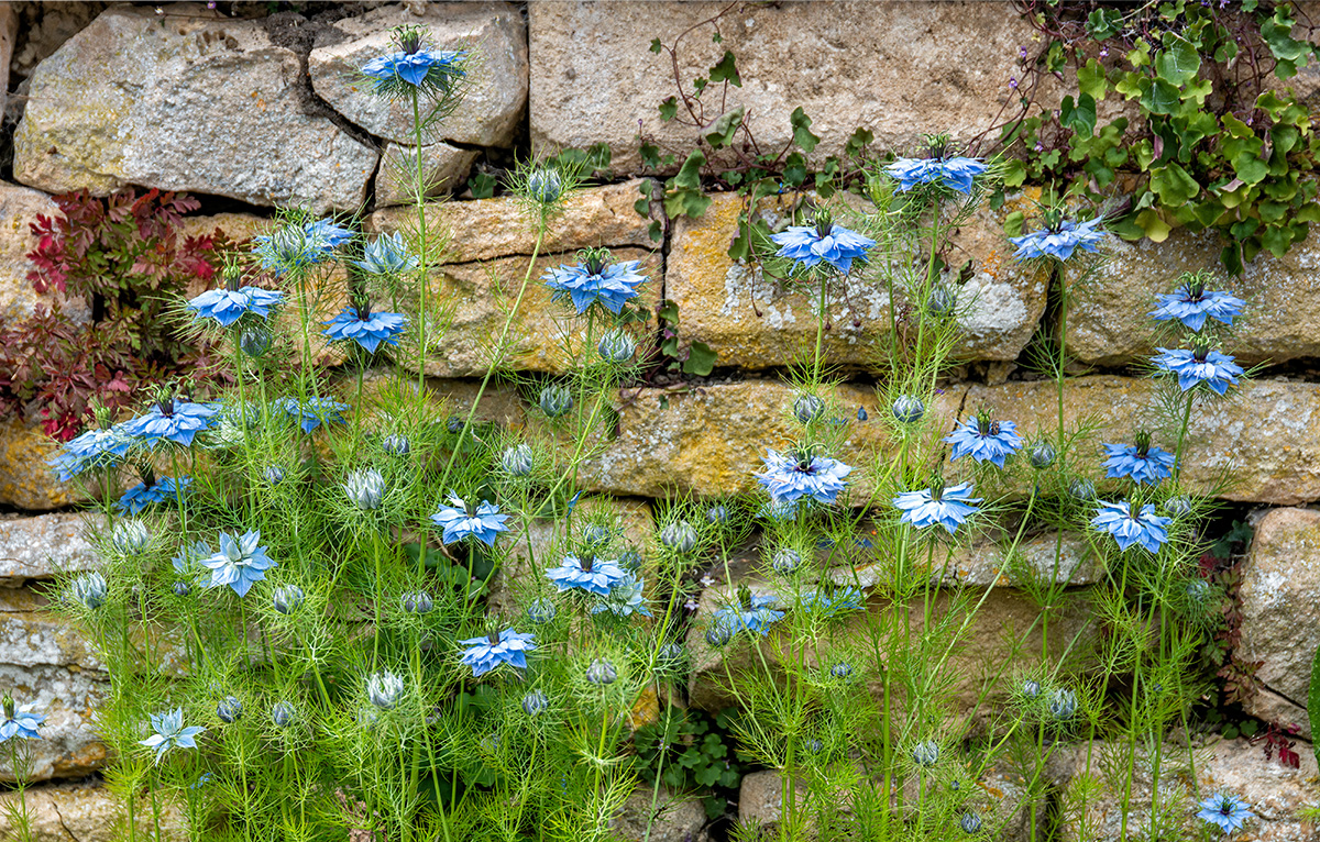 Nigella growing against wall