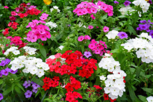 colourful phlox plants