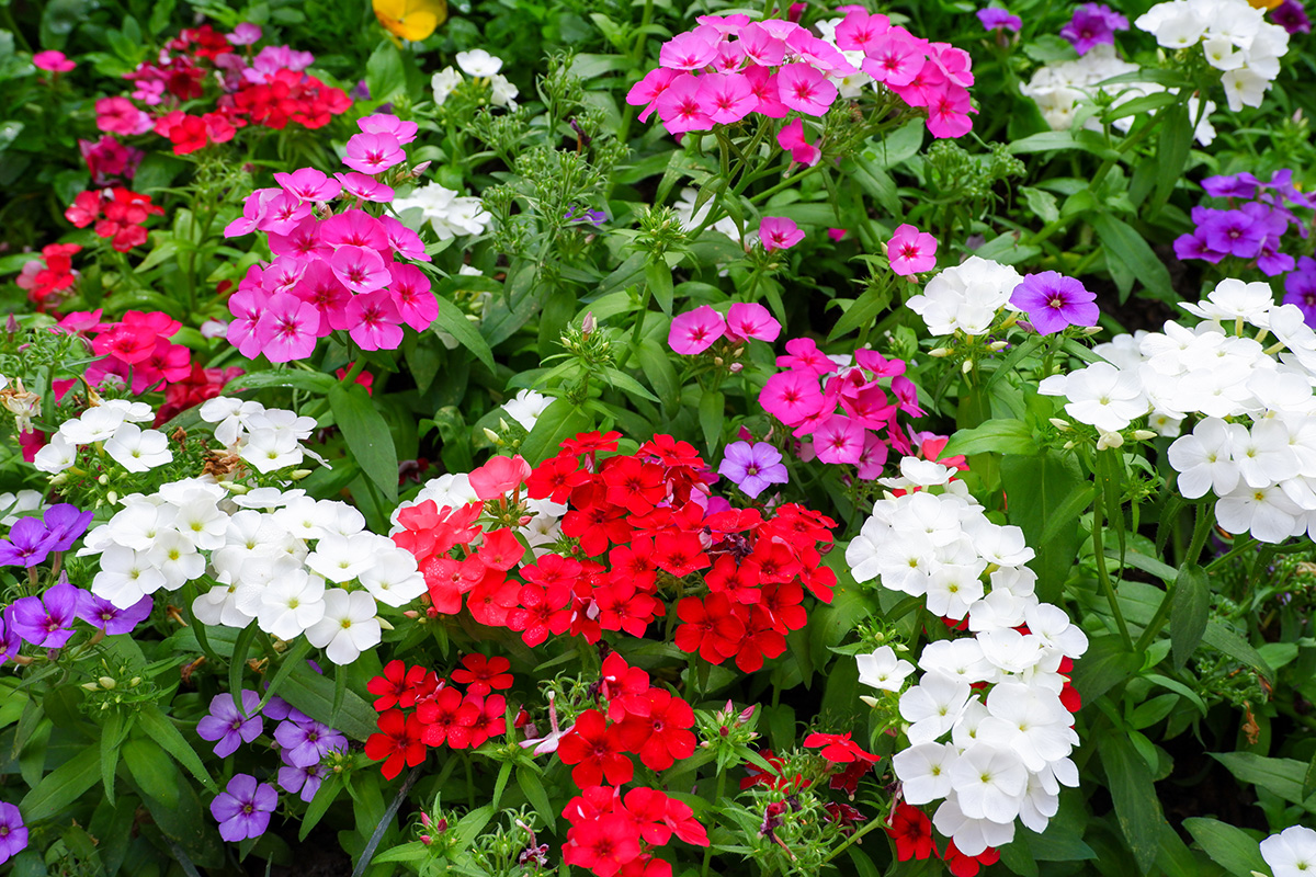 colourful phlox plants