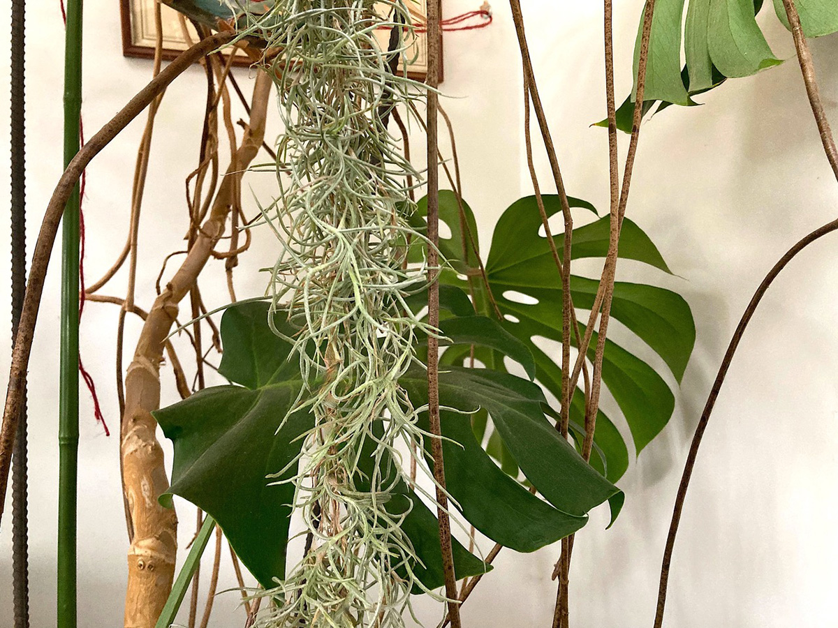 Spanish moss and monstera plant