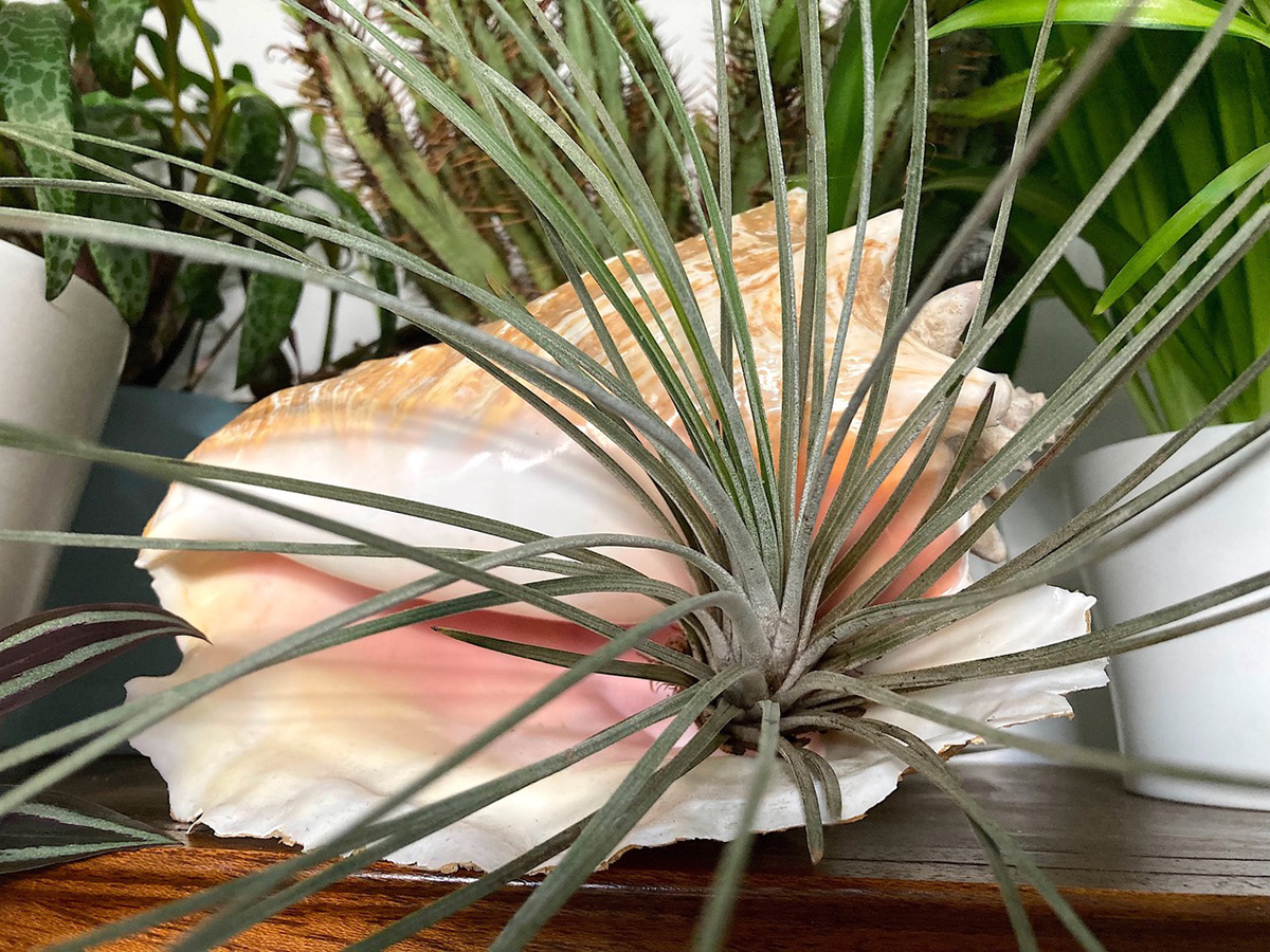 Tillandsia in a shell