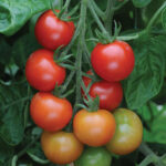 Tomato Gardeners Delight