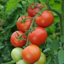 Tomato moneymaker