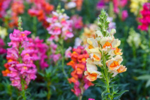 Colourful antirrhinums