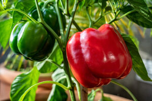 red and green pepper on plant