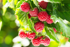 raspberries