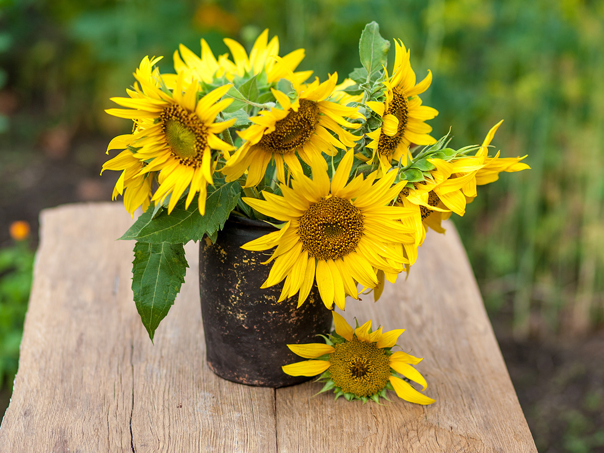 Sunflowers in a vase
