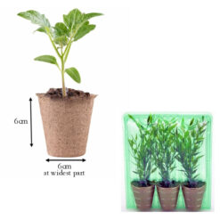 3 x 6cm peat pot packaging