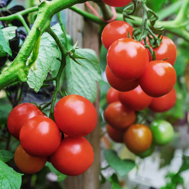 tomatoes growing on the vine