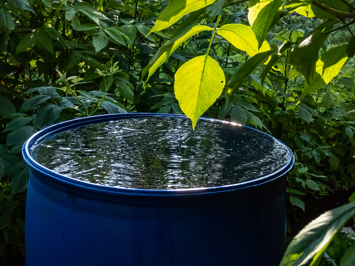rain water in a water barrel