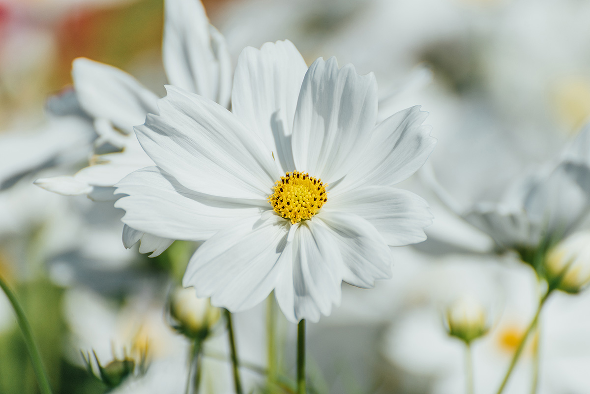 White cosmos flower. Cosmos 'Purity'.