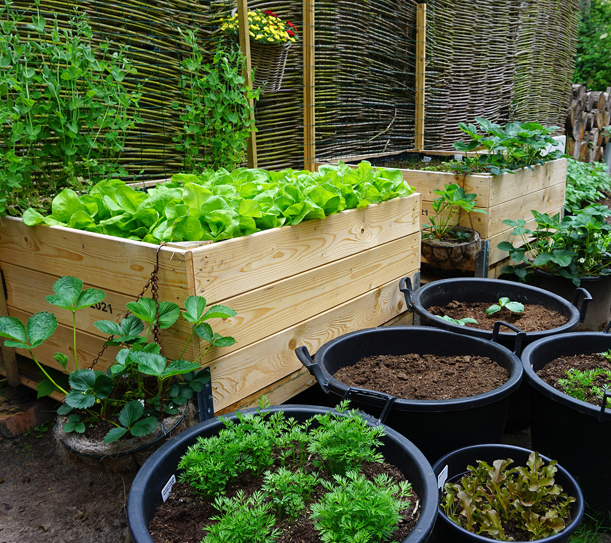 Small vegetable growing