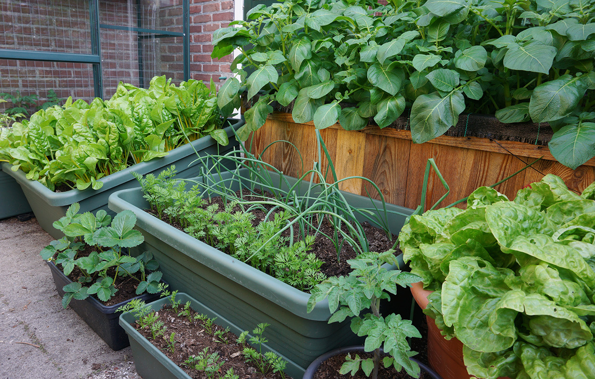 Small vegetable growing