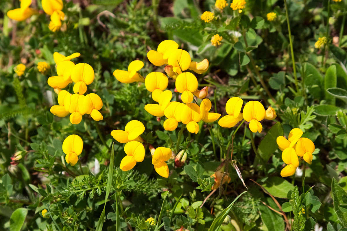 Bird's Foot Trefoil - wildflower