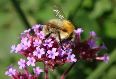 Bee on verbena
