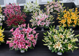 Lilies stand in the Great Pavilion at Chelsea Flower Show