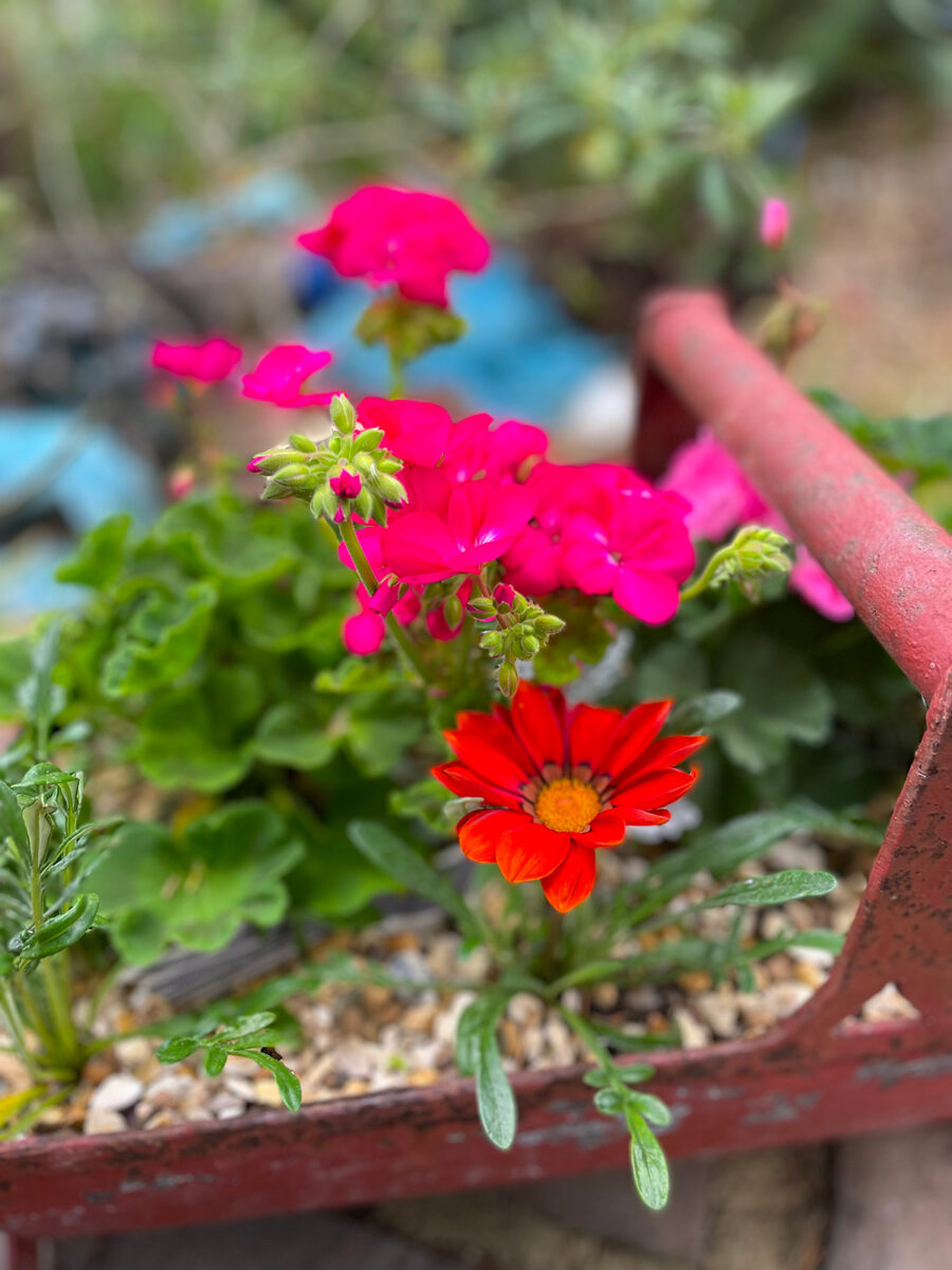 trug at Driftwood planted with gazanias and geraniums