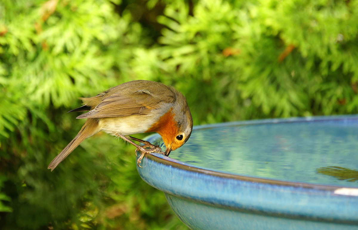 Robin drinking water from birdbath