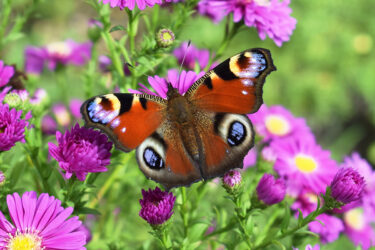 Peacock butterfly on aster flowers