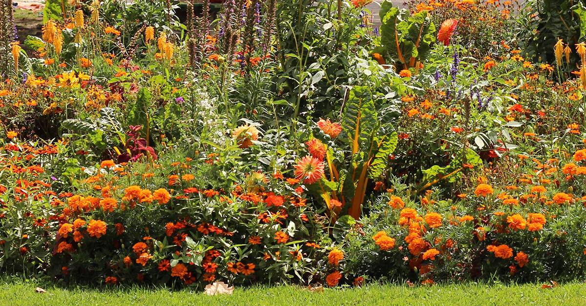 Colourful border of orange flowers - companion planting