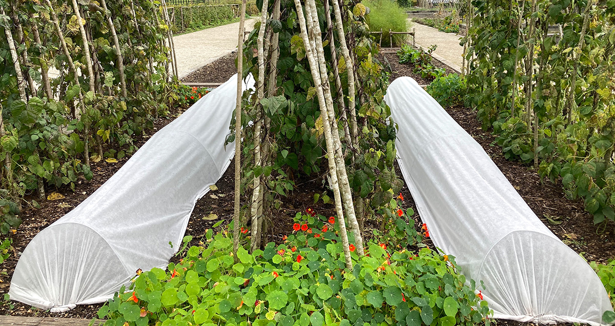 Crops covered with enviro mesh to deter pests