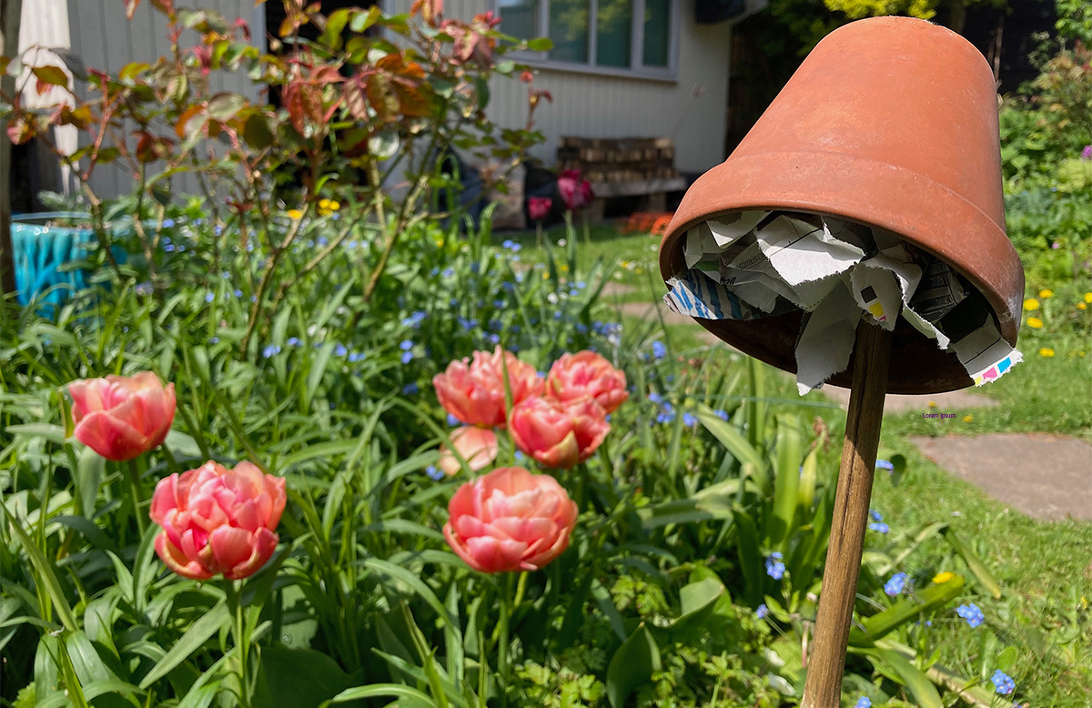 Terracotta pot on a cane next to dahlias
