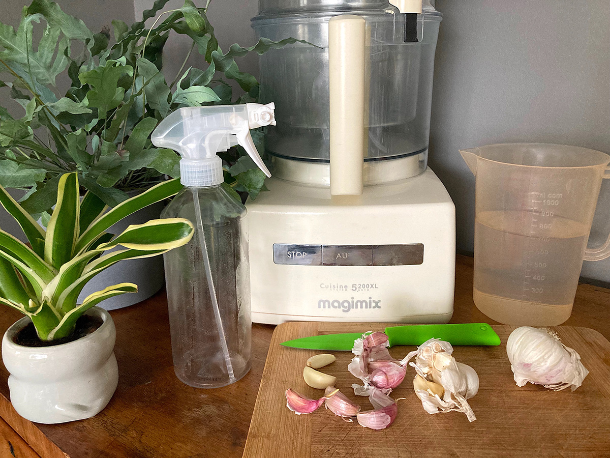 Making homemade garlic spray to deter pests
