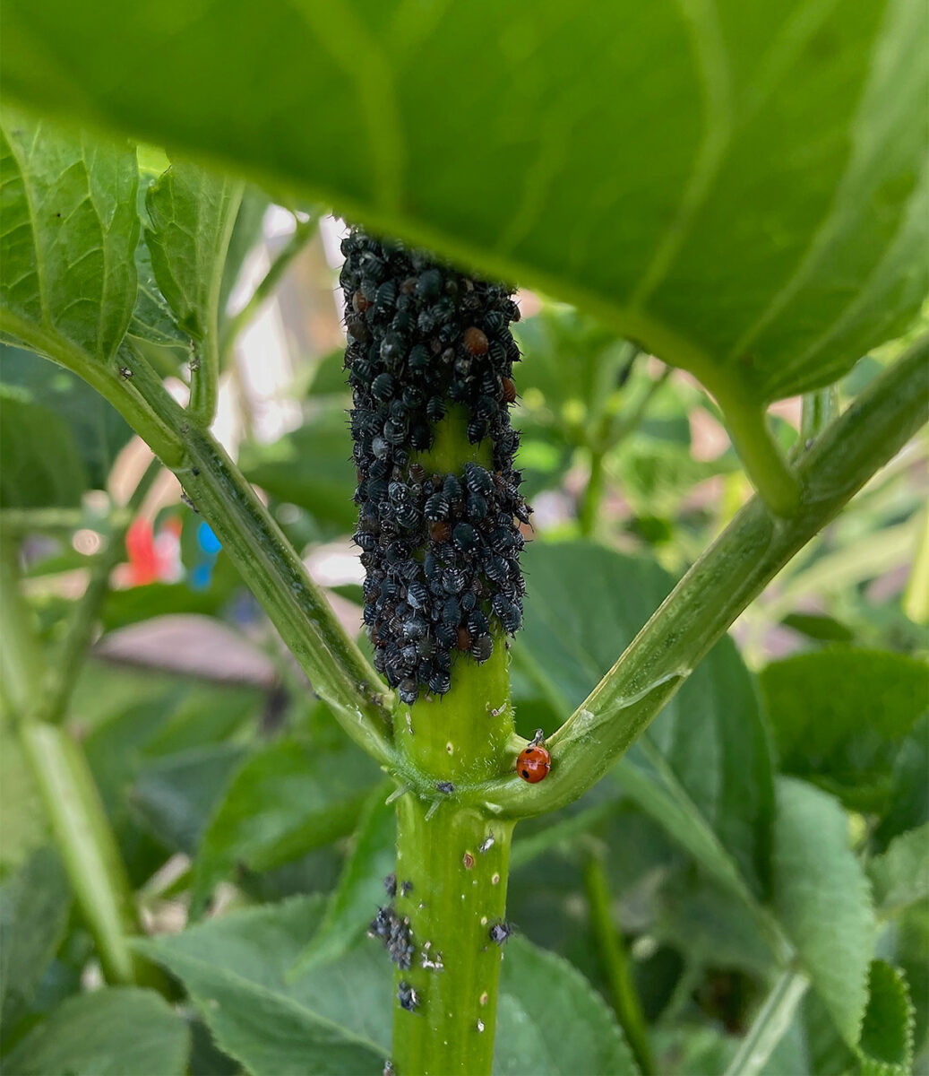 Ladybirds eating blackfly