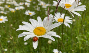 Ladybird on ox-eye daisy