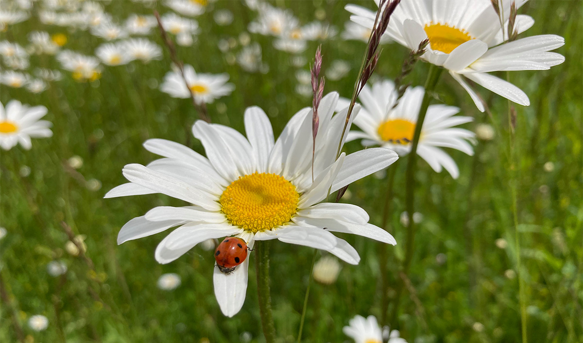 Ladybird on ox-eye daisy