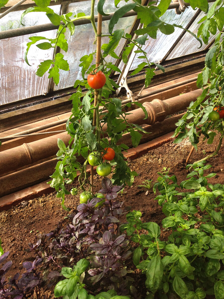 basil growing next to tomato plants