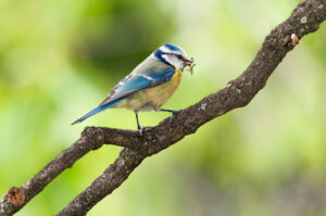 blue tit with caterpillar in beak