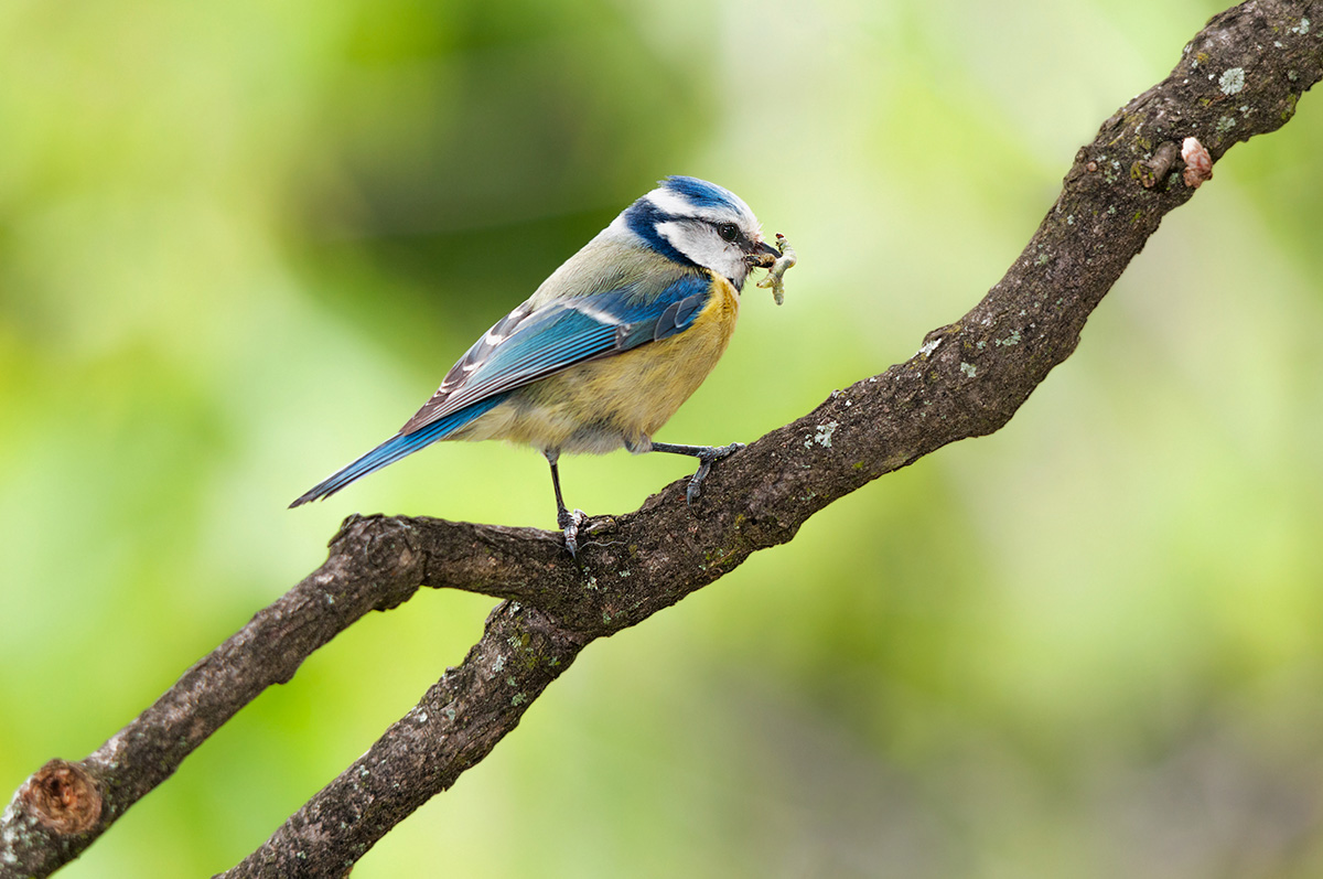 blue tit with caterpillar in beak